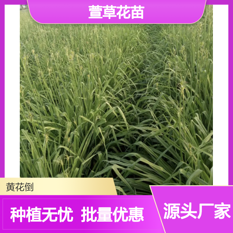 萱草花苗 批发供应 百亩种植园 分株繁殖 易于栽培