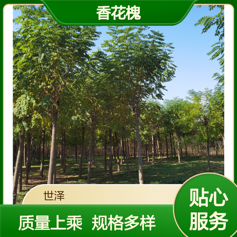 12公分香花槐出售-园林绿化-质量优-多种规格-好养易活
