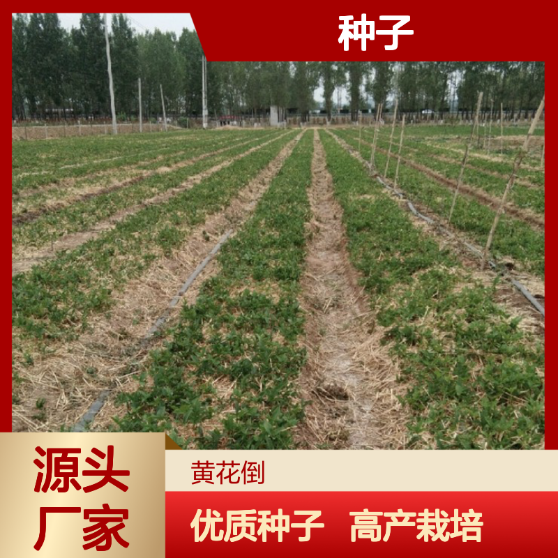当年新收守田种子 产地一手货源免费技术指导
