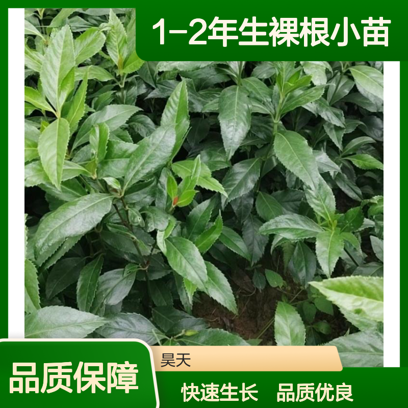 林下经济种苗 草珊瑚苗木 1-2年生裸根小苗 H25-40CM