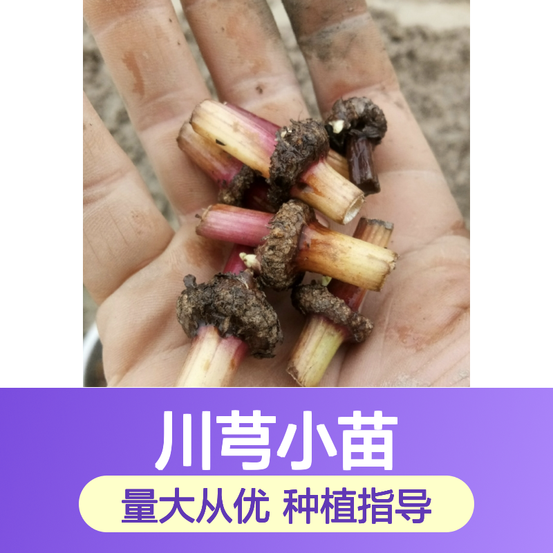 川芎小苗种植区 优质川芎小苗批发供应 生长旺盛