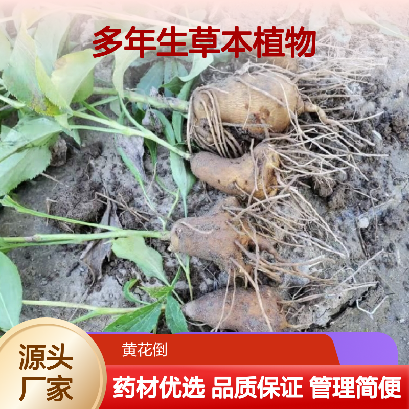 浙术苗种植 多年生草本植物 产地直供 管理简便