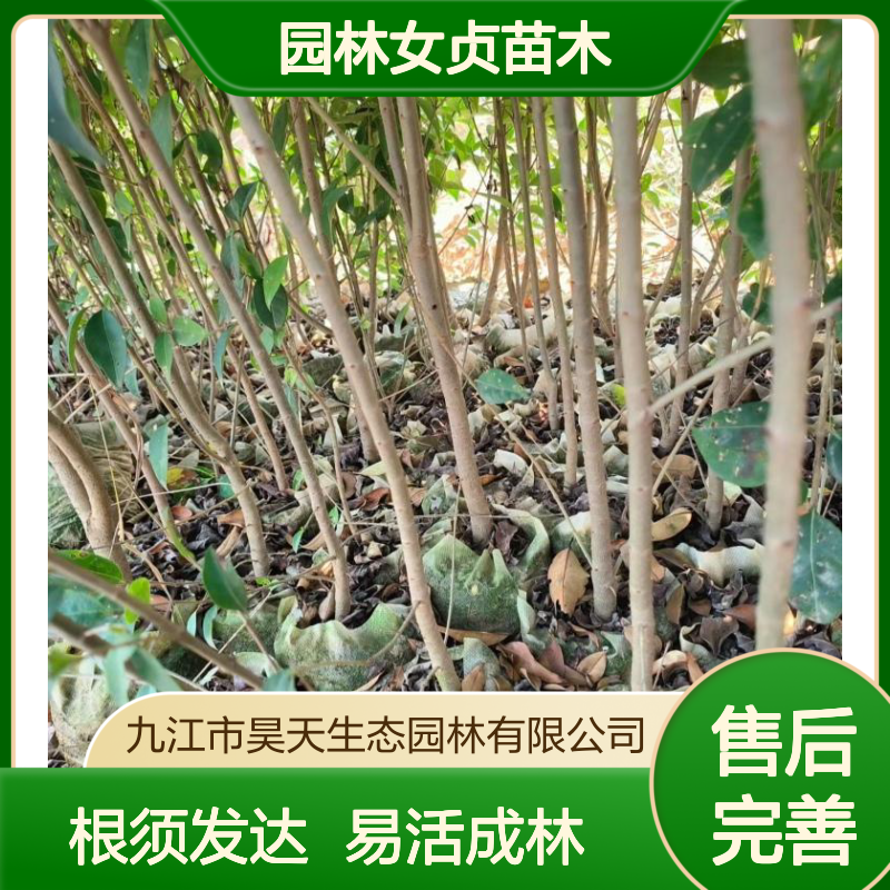 大叶女贞裸根苗木 根须发达易成活 昊天园林女贞苗木基地