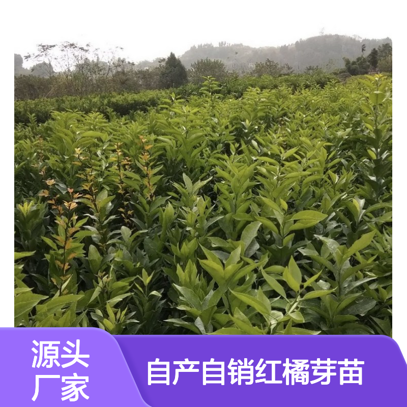 自产自销红橘芽苗 送货上门包邮 欢迎来电洽谈经验分享