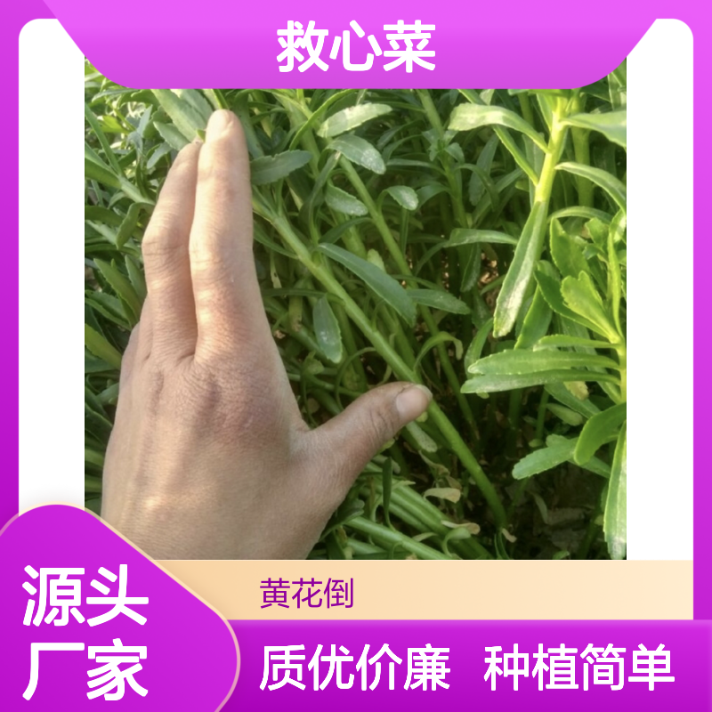 救心菜种苗 批发供应 四季可种 耐旱耐寒 营养丰富