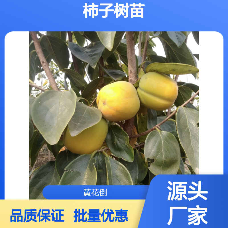 精选柿子树苗 种植园批发 品种丰富 基地直供 适应性强