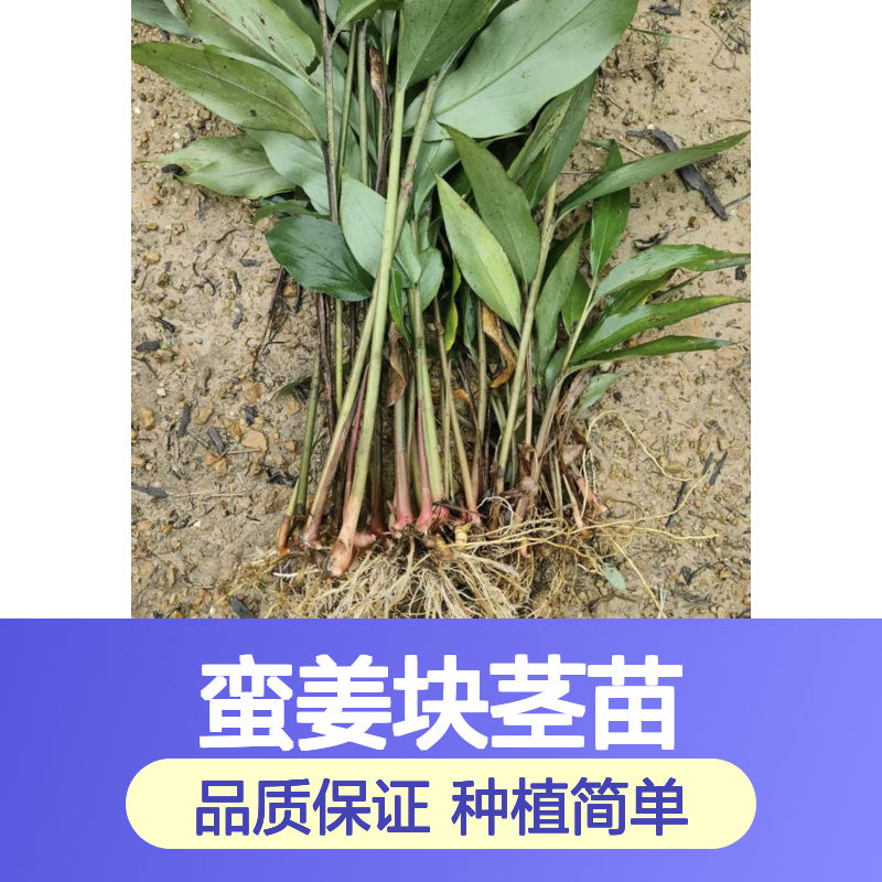 产地批发蛮姜块茎苗 苗圃产地直供品质保证种植技术分享