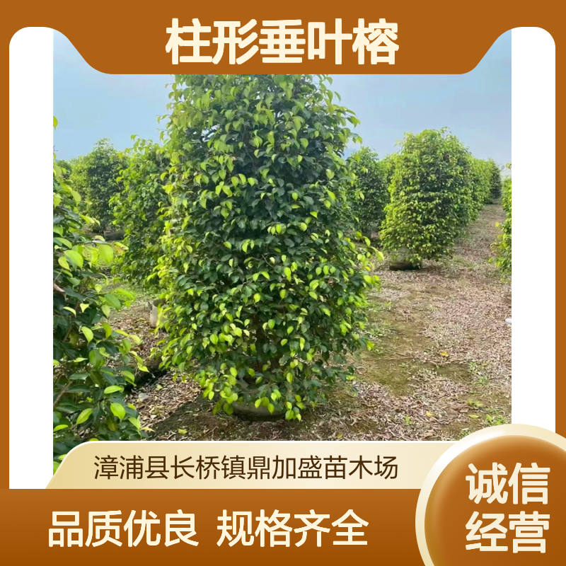 柱形垂叶榕精品货源 龙枝型多规格 别墅园林小区绿化工程适用苗