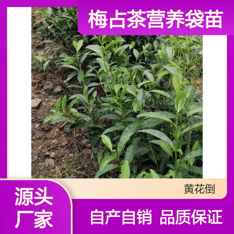 自产自销梅占茶营养袋苗 种植收益好荒山农田均可种植