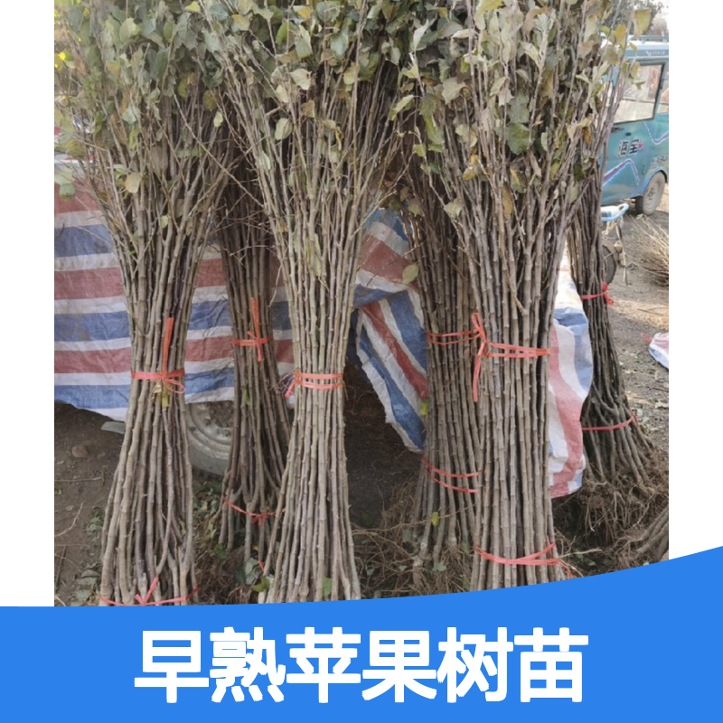 早熟苹果树苗 优质果苗 全国送货 专线直达 成活率高