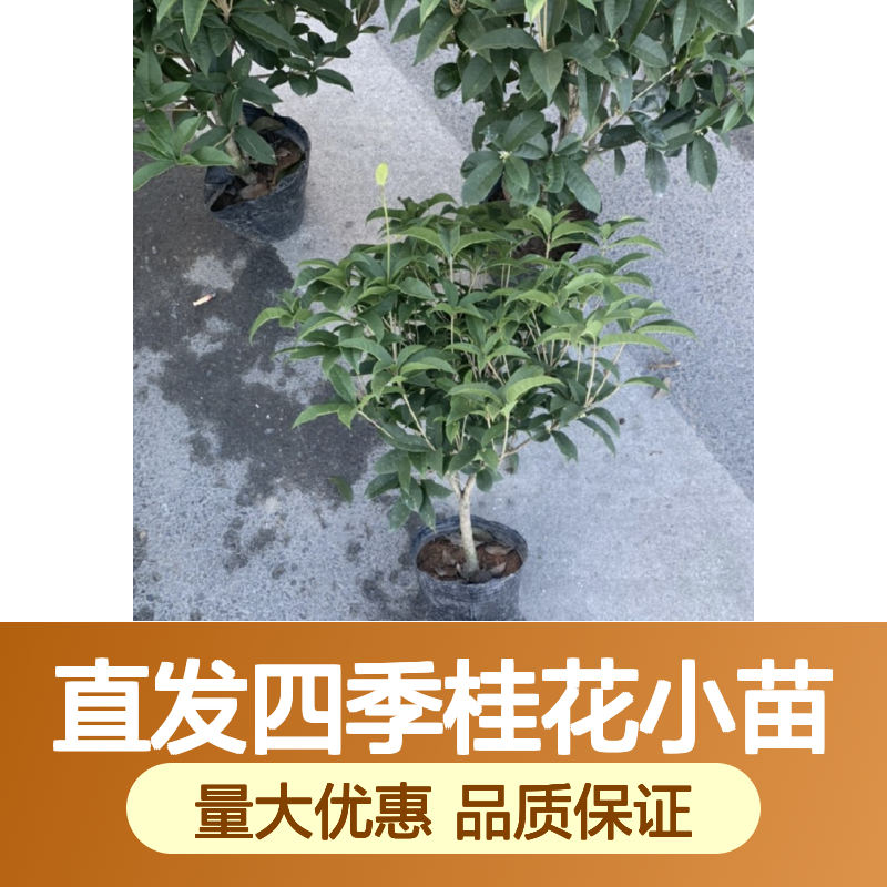 产地直发四季桂花小苗 绿化效果佳 品种丰富 香气扑鼻