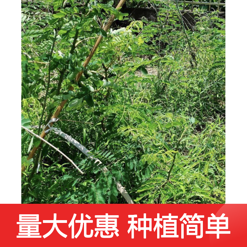 斗米虫小苗 基地直供 包教技术 品质纯正 生长迅速