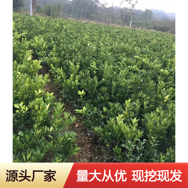 批发文旦柚苗 基地直发 成活率高 品质优良 百亩种植