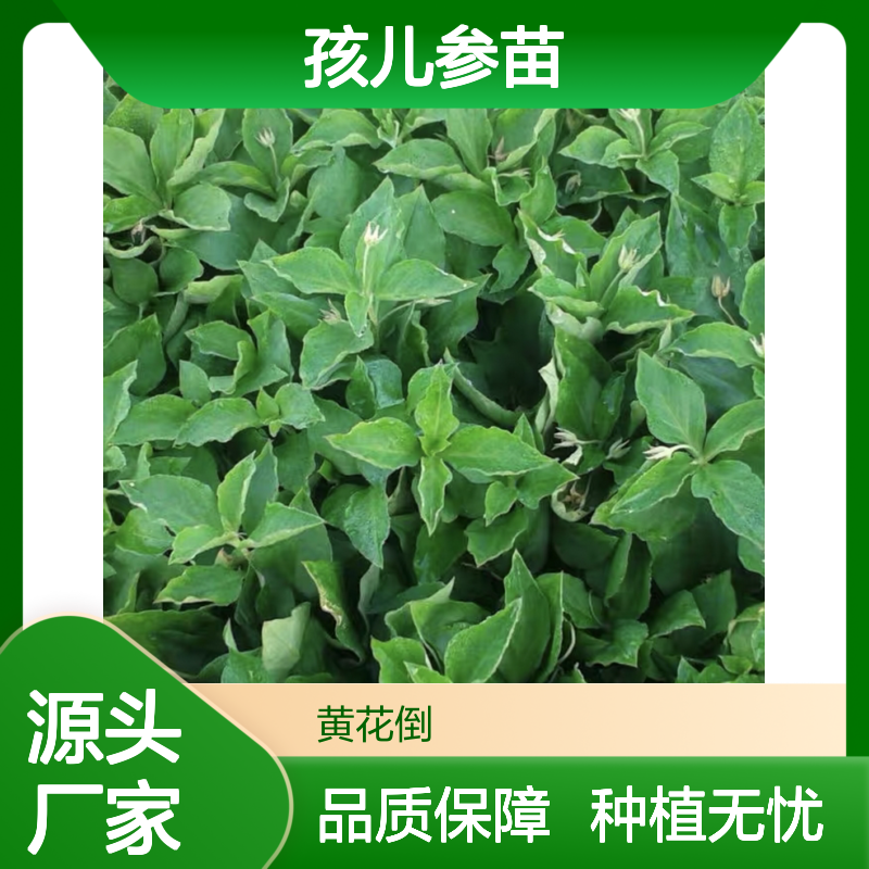 优质孩儿参苗 批发种植 无公害栽培 抗病力强 科学施肥