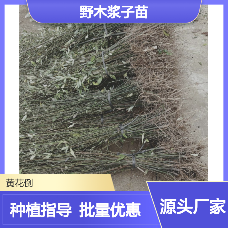 野木浆子灌木苗 基地批发 种植简单 品质优良 四季常绿