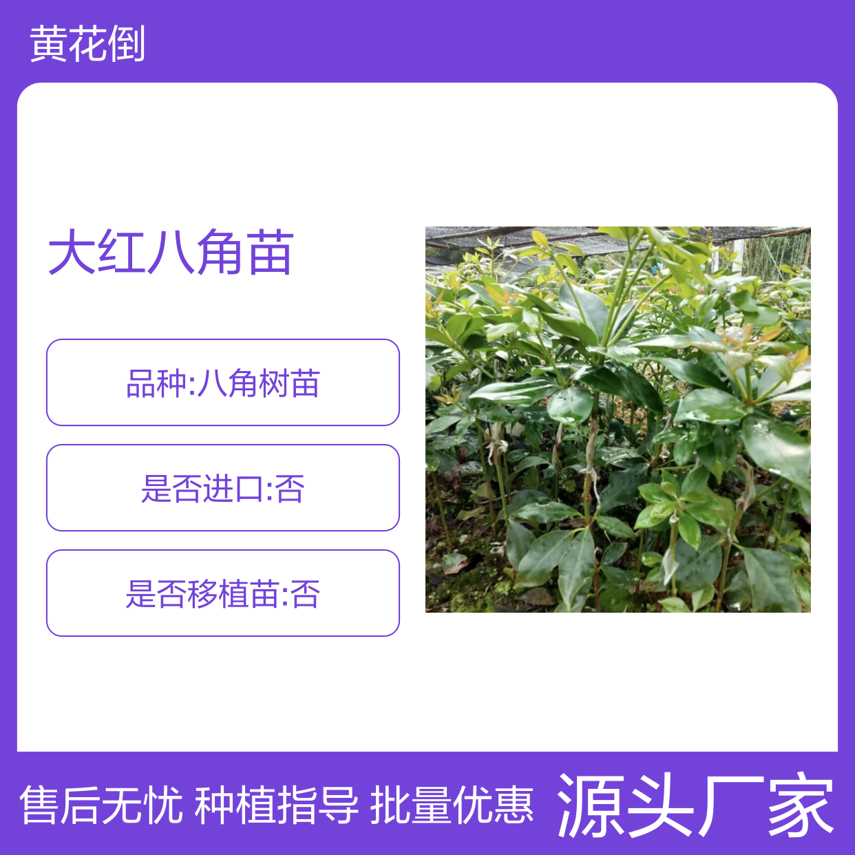 古龙大红八角苗 百亩种植区直供 管理科学 高产优选