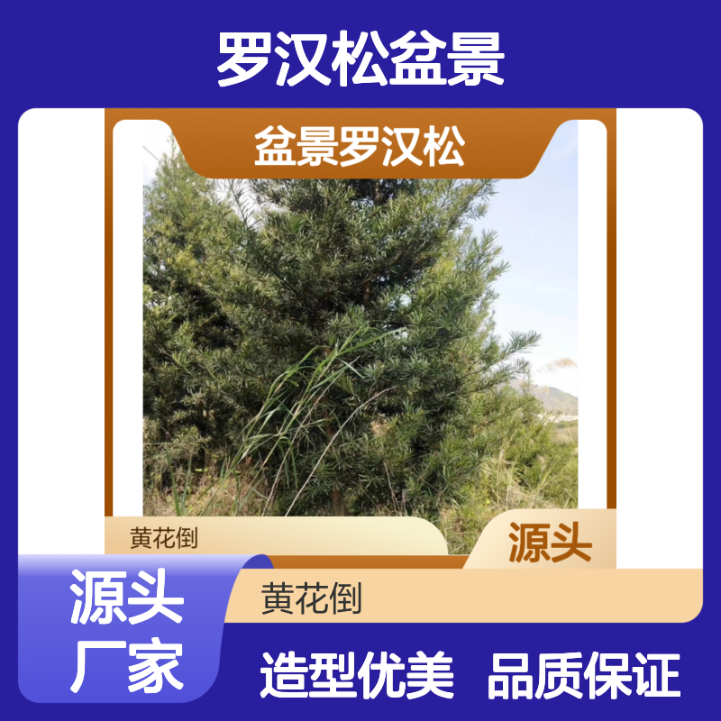 罗汉松盆景基地 品质保证 造型多样 批发优惠 绿意盎然