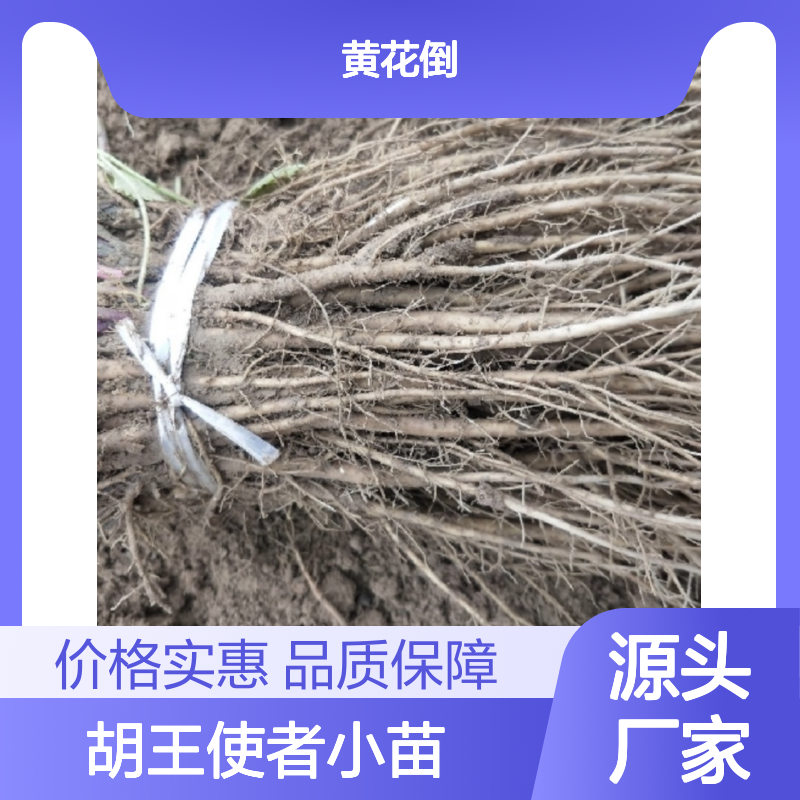 胡王使者种植主产区 批发胡王使者小苗 胡王使者小苗批发基地