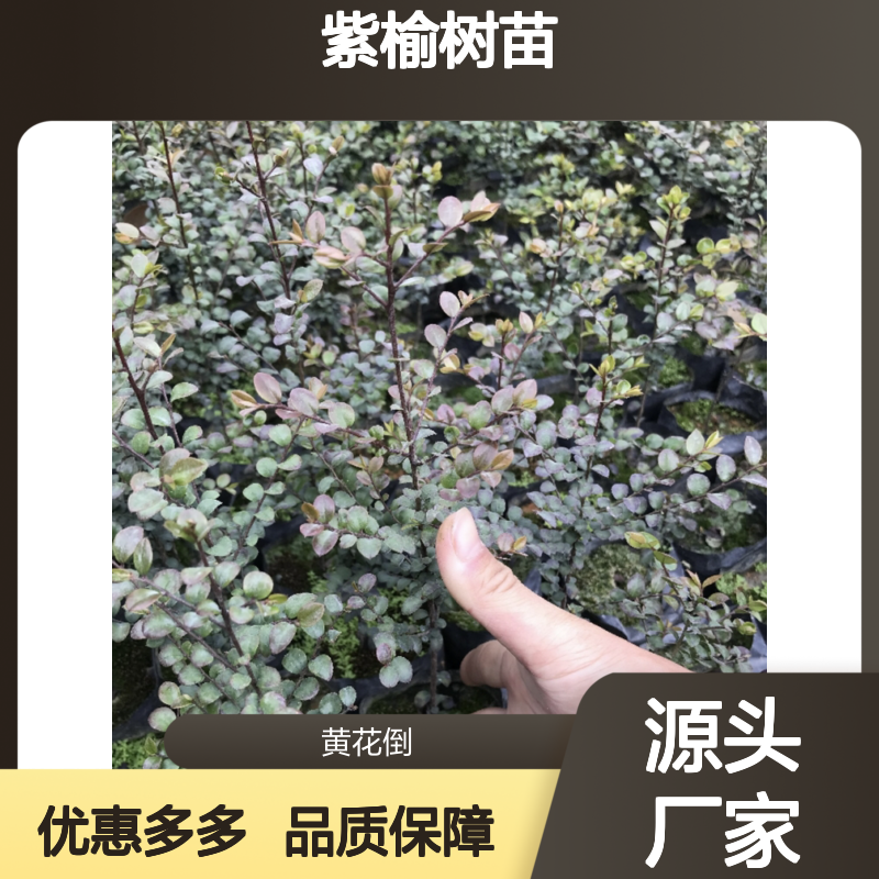 紫榆树苗基地 乔木品种 紫榆种植园专供 耐干热气候