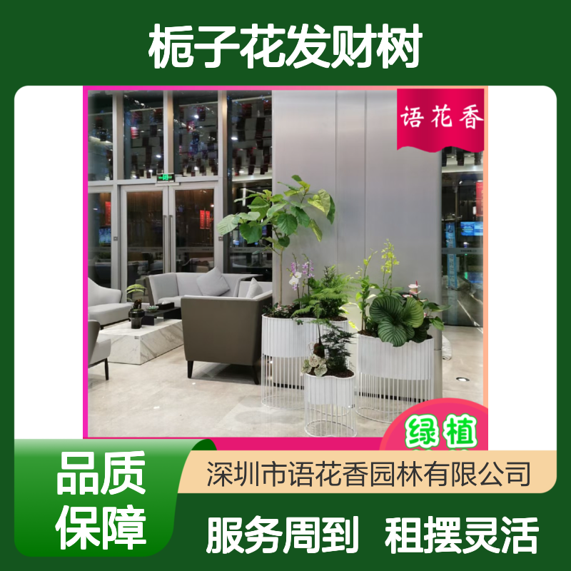 栀子花发财树绿植盆栽组合 出租设计美观 全程养护减轻投入