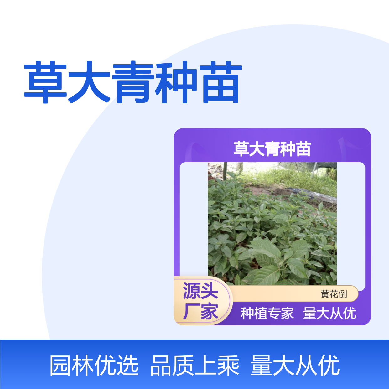 百亩基地 草大青种苗 批发优选 管理规范 深根植物