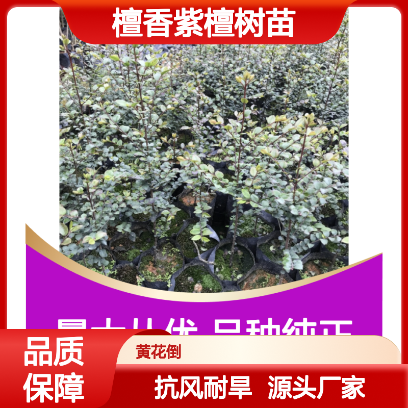 檀香苗基地直供 优质檀香紫檀树苗 抗风耐旱 用途广泛
