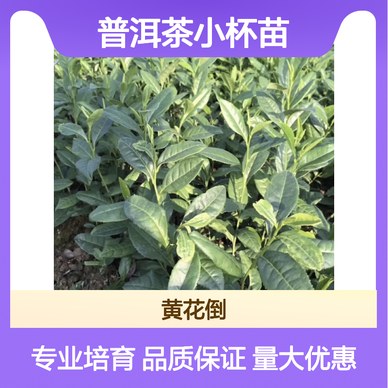 普洱茶小杯苗 基地直供 品质优良 专业合作社 常绿灌木