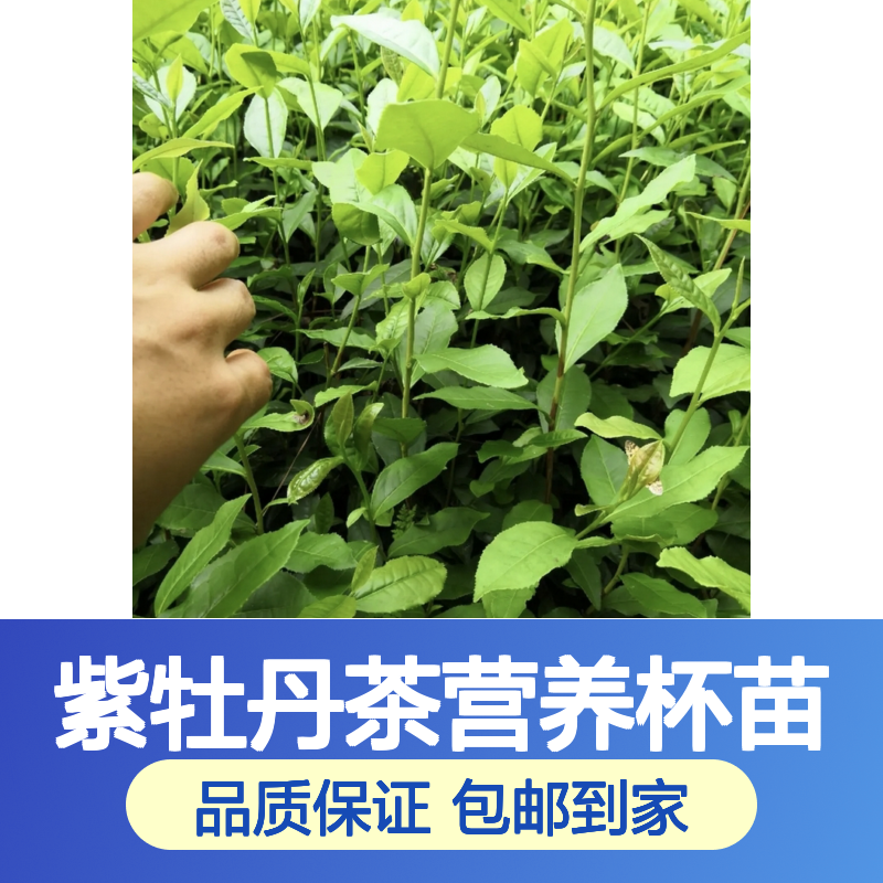 现挖现卖紫牡丹茶营养杯苗 送货上门包邮欢迎来电洽谈经验分享