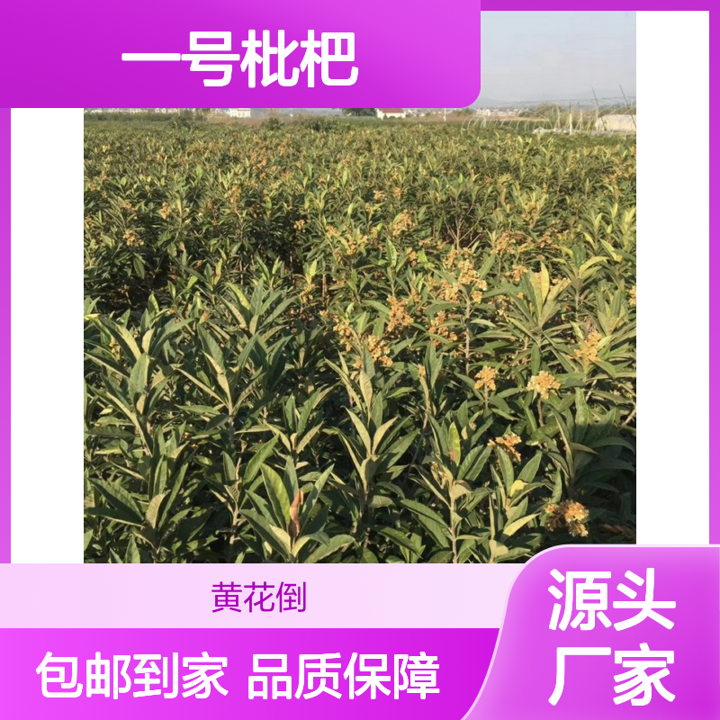 一号枇杷实生树苗 常绿小乔木果树苗 适应性强