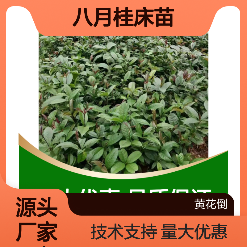 八月桂床苗 产地直供 免费种植技术 生长旺盛 耐寒耐旱