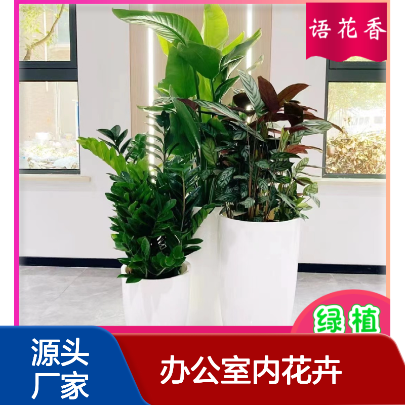办公室内花卉绿植租摆 上门设计方案 定期养护更换 按需摆放