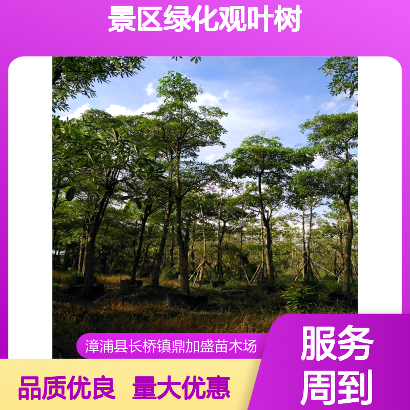 漳 州产盆架树苗木基地 胸径1-60cm龙枝型常绿行道景区绿化观叶树