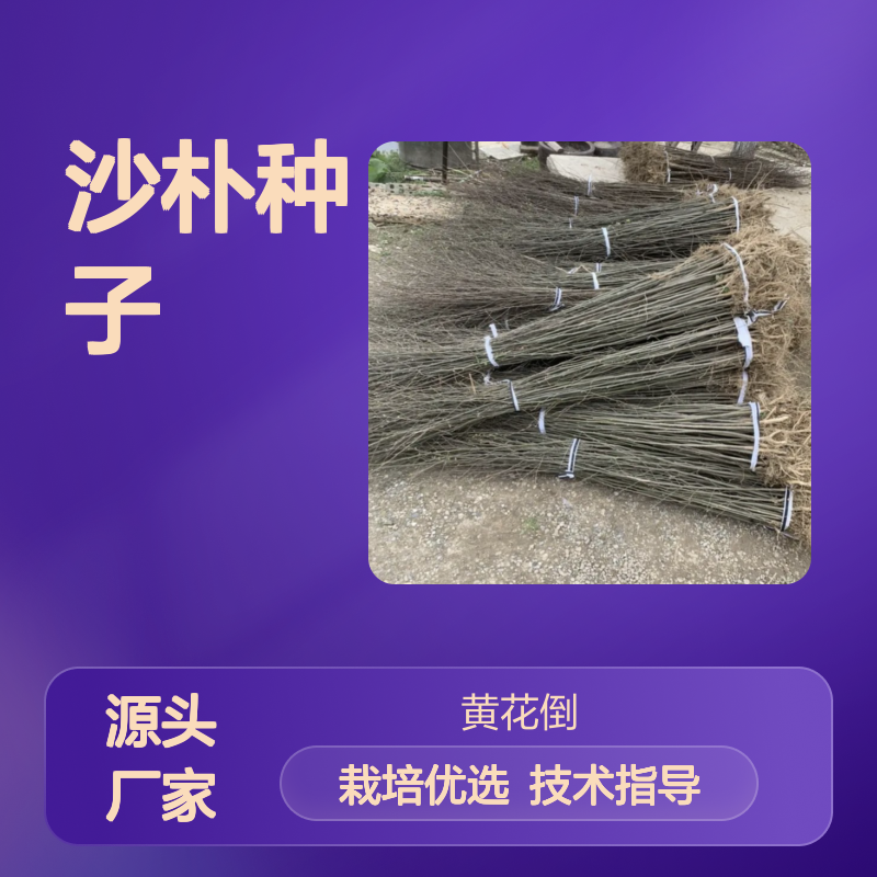 当年新采沙朴种子 落叶乔木适用广泛 免费指导