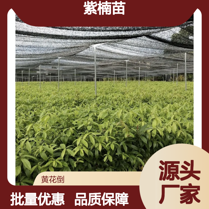 紫楠苗基地直供 金丝楠多纹理观赏植物 细腻舒滑