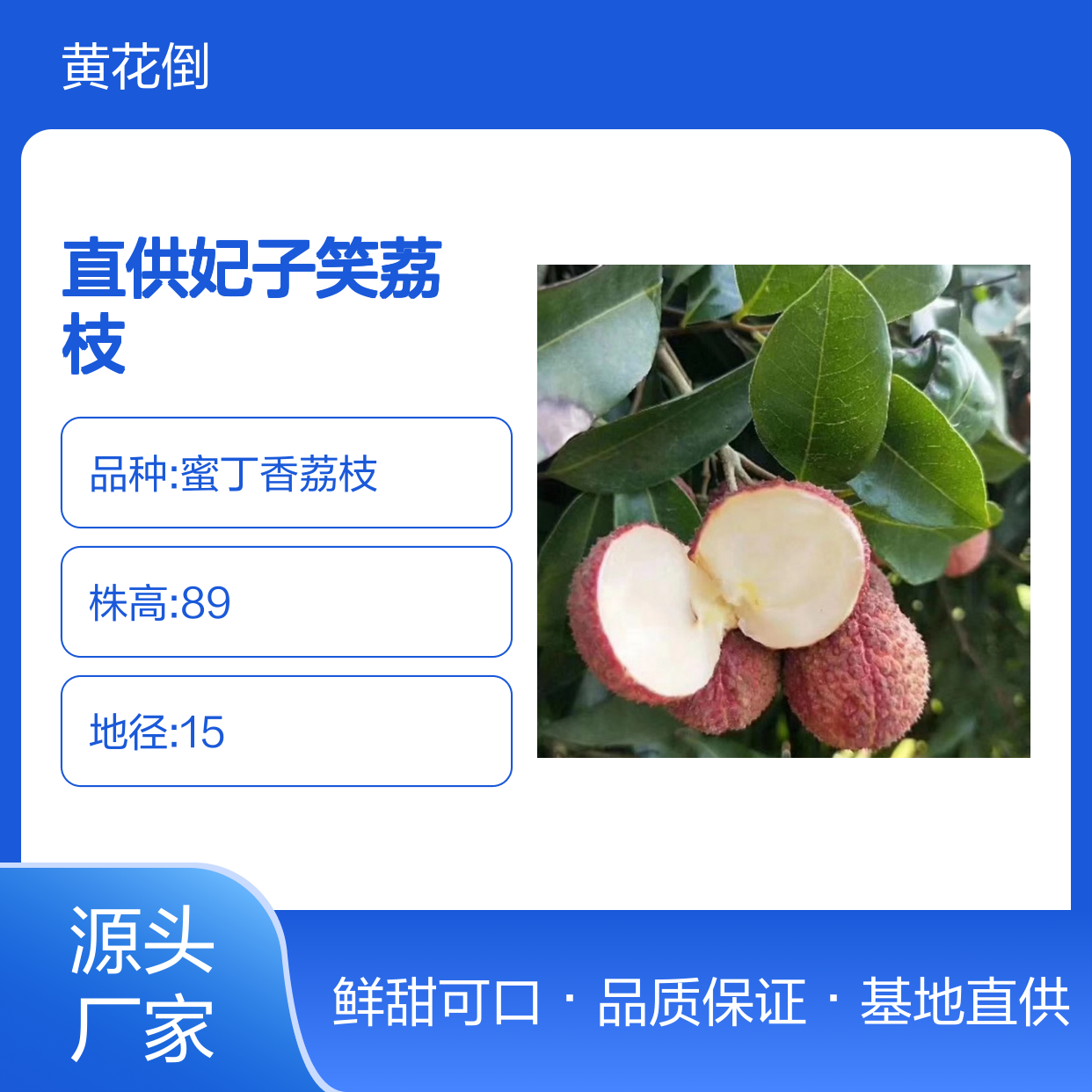 基地直供妃子笑荔枝树苗 果实鲜美 肉色透明 脆爽清甜