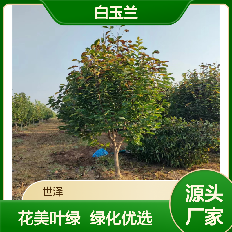 紫 黄 白玉兰 6 8 10公分 先花后叶 风景绿化 支持基地考察