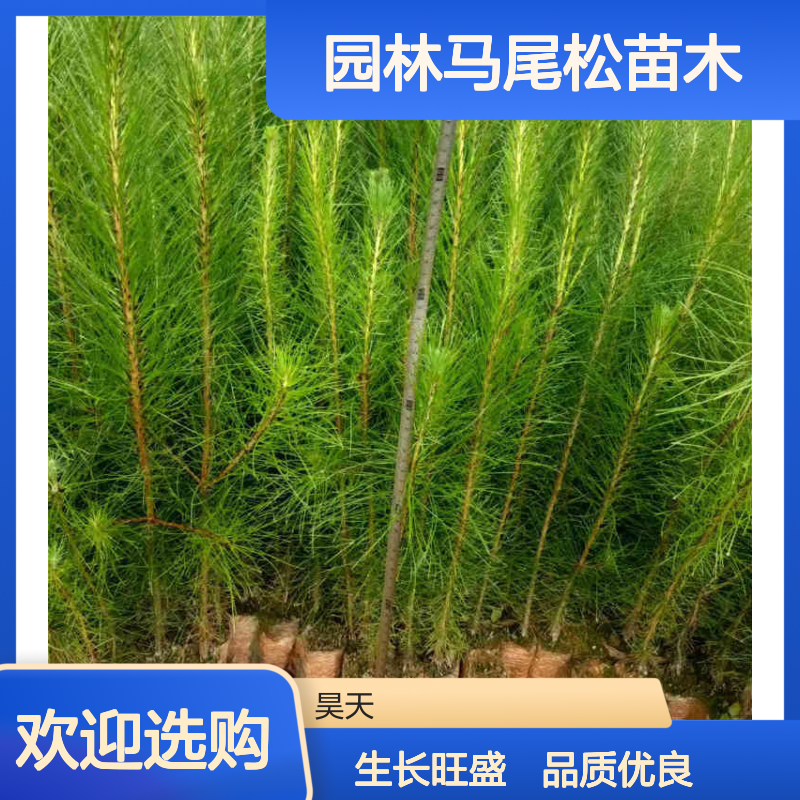 昊天园林马尾松苗木 H30-100CM袋苗 长江流域常绿用材林种苗