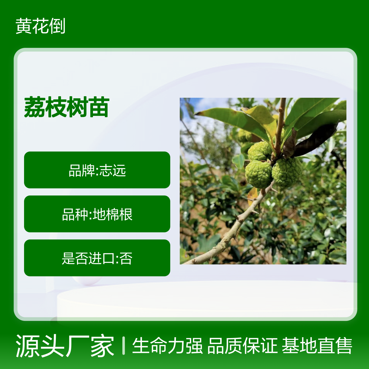 苗木合作社自营基地 山荔枝树苗供应 品质优良