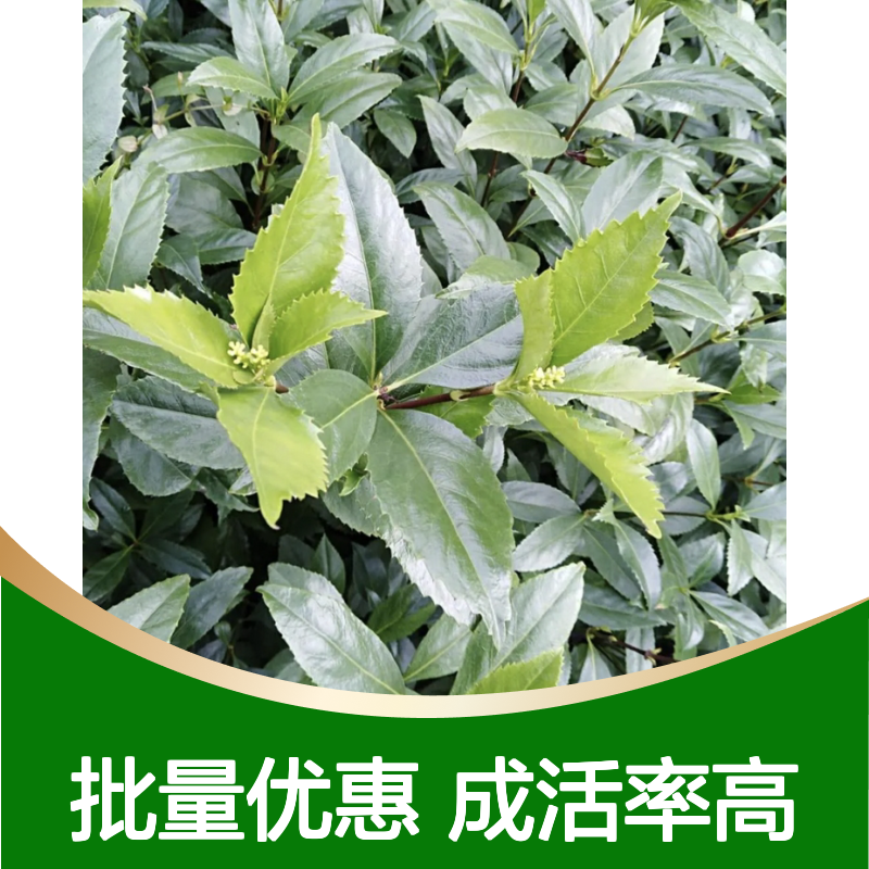 竹节草种苗 基地直供 批量种植 技术全面 成活率高