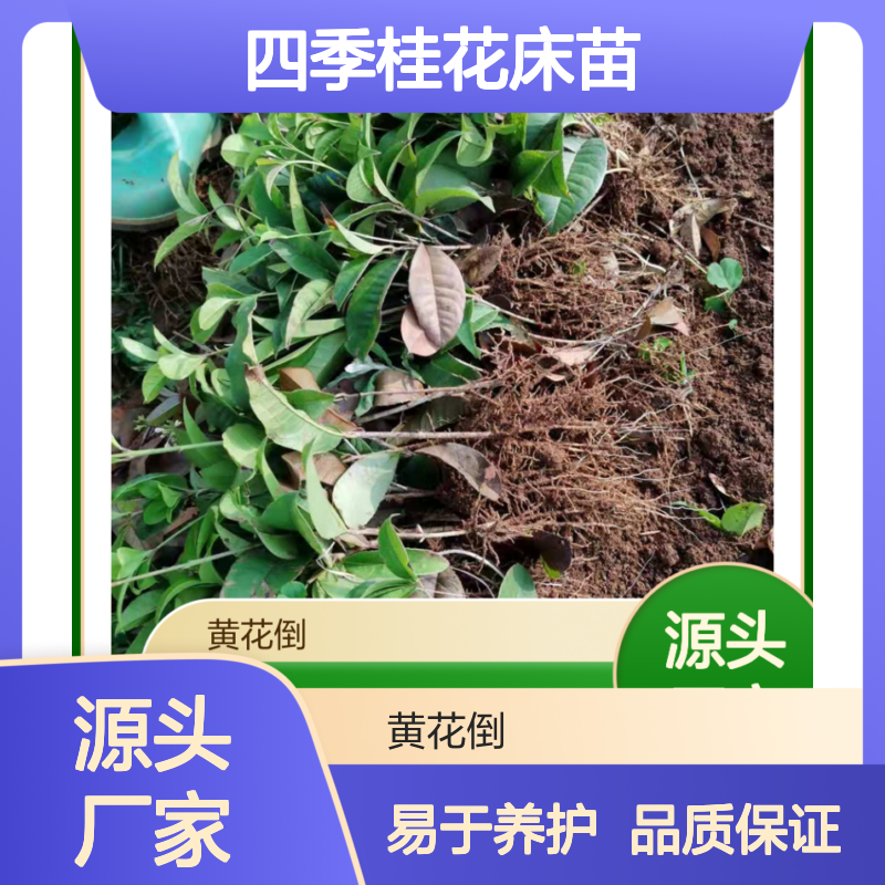四季桂花床苗 基地直供 常绿灌木 品种优良 生长旺盛