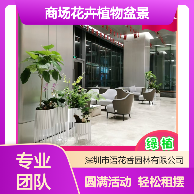 商场写字楼花卉植物盆景出租 临时布置场地专用绿植盆栽组合