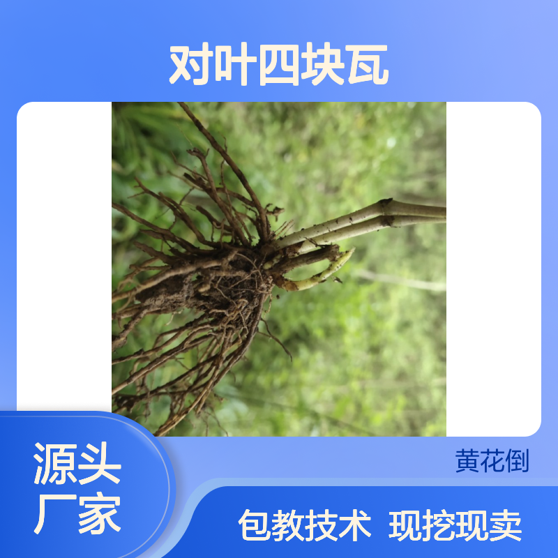 现挖现卖对叶四块瓦种苗 基地直发包教种植管理技术品质纯正可票
