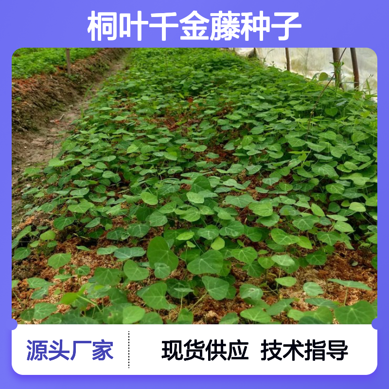 纯新桐叶千金藤种子 阳台盆栽攀援植物 块根独特