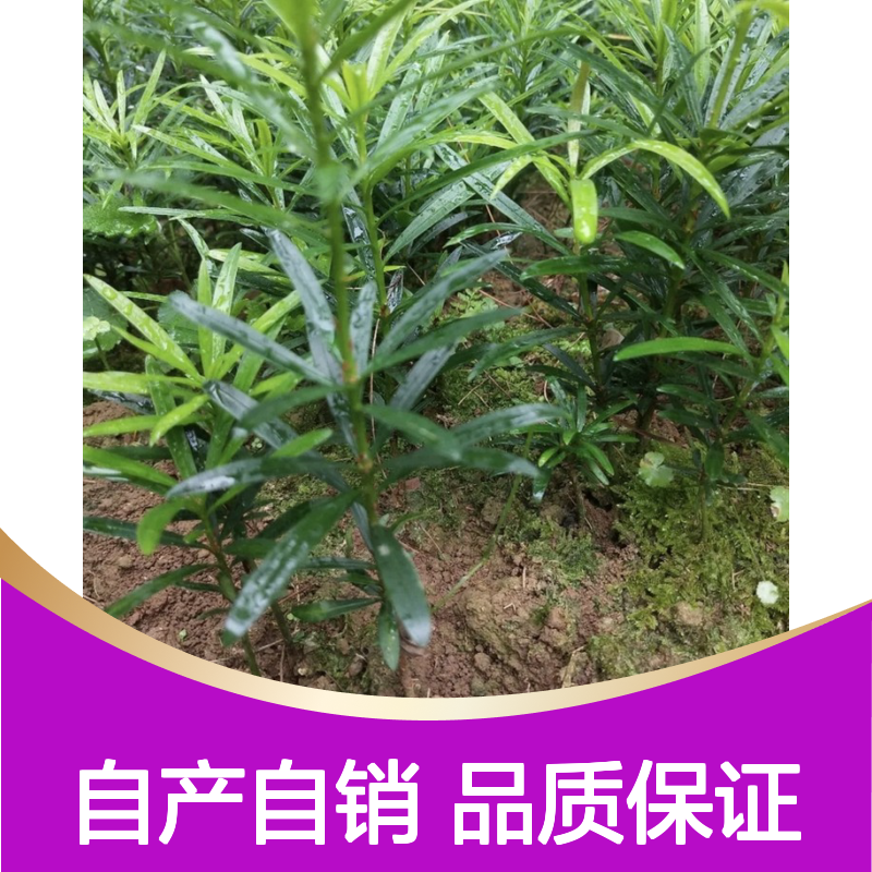 自产自销米叶罗汉松树苗 全程技术指导 十几年苗木培育经验