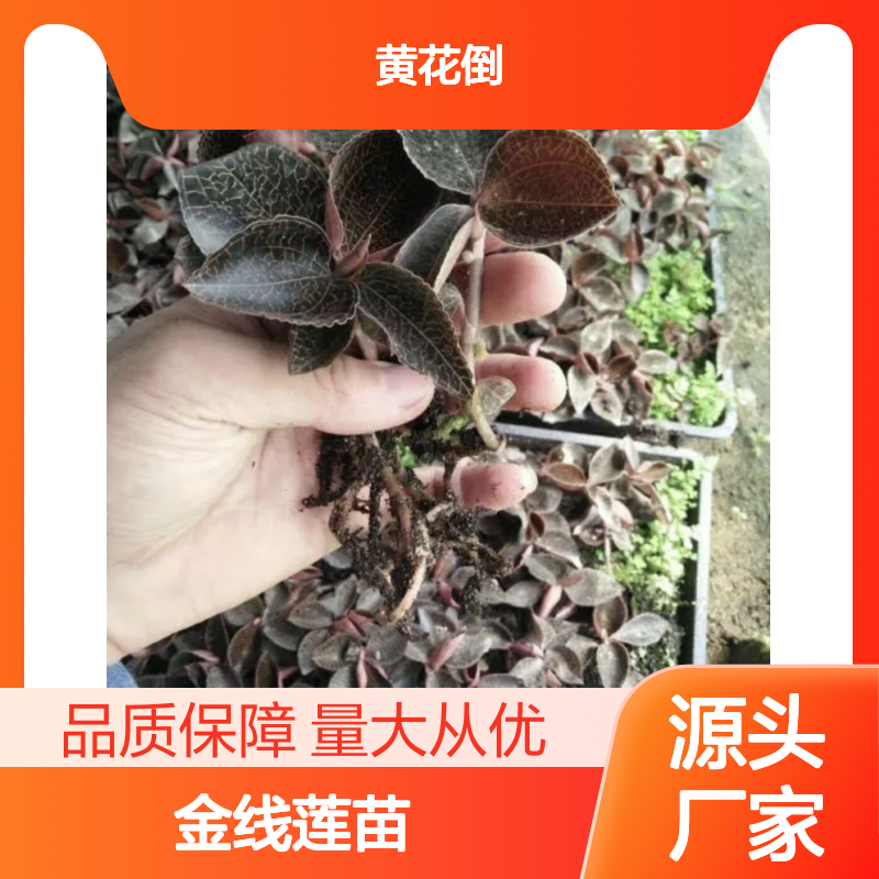 金线莲苗 批发种植 仿林下栽培 成品优质 美丽网脉