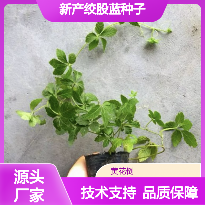 绞股蓝种子 新品种 农户直供 技术支持 适应性强