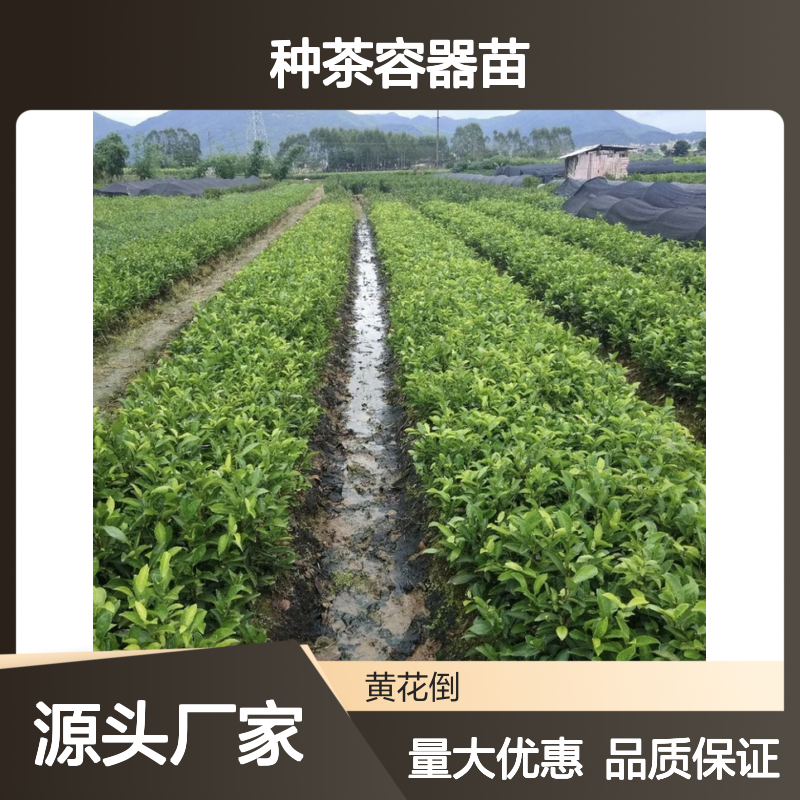 苗木合作社自营正山小种茶容器苗 肥硕翠绿 鲜活香气