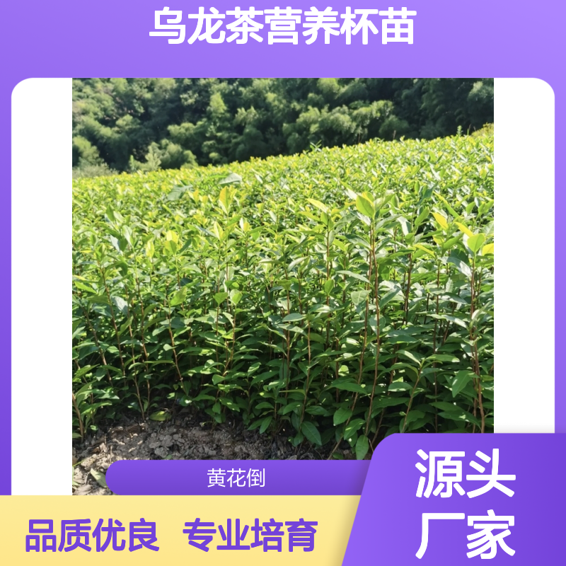 当天起苗软枝乌龙茶营养杯苗 全程指导 技术过硬