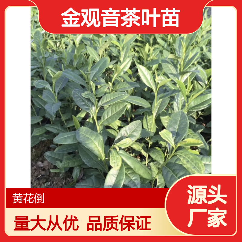 金观音茶种植园 优质茶叶苗 批发供应 生长迅速