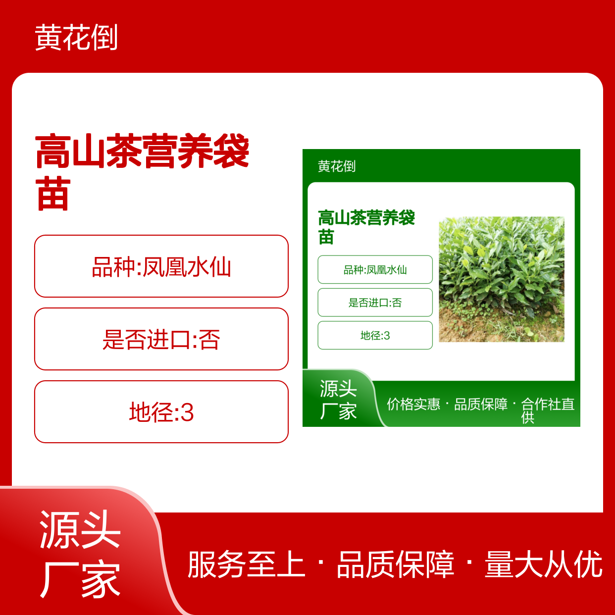 高山茶营养袋苗 凤凰水仙品种 园林优选 专业合作